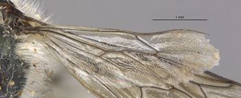 Media type: image;   Entomology 30092 Aspect: Wing hind
